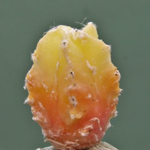 astrophytum-myriostigma-variegata-3