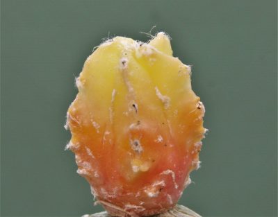 astrophytum-myriostigma-variegata-3