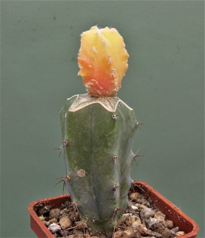 astrophytum-myriostigma-variegata-3 - Зображення 2