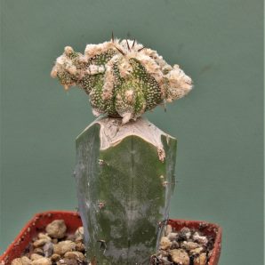 astrophytum-ornatum-dinozavr-7.