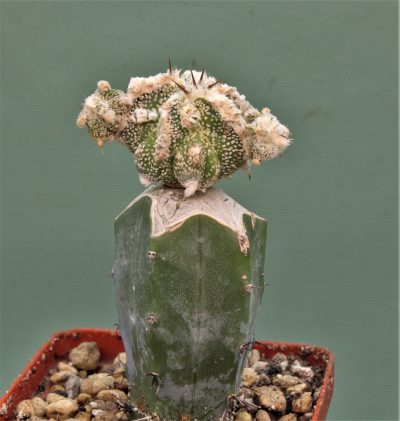 astrophytum-ornatum-dinozavr-7.