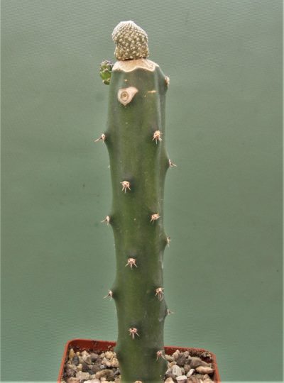 blossfeldia-fechseri-1.
