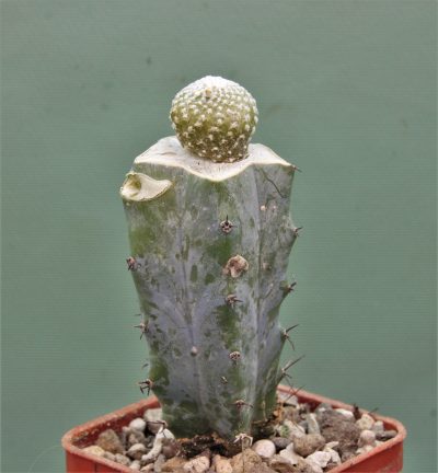 blossfeldia-fechseri-3