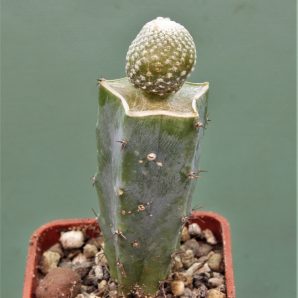 blossfeldia-fechseri-4