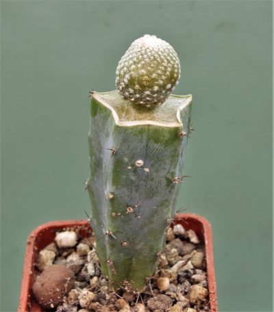 blossfeldia-fechseri-4