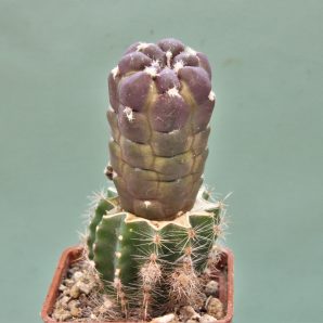 cintia-knizei-violet