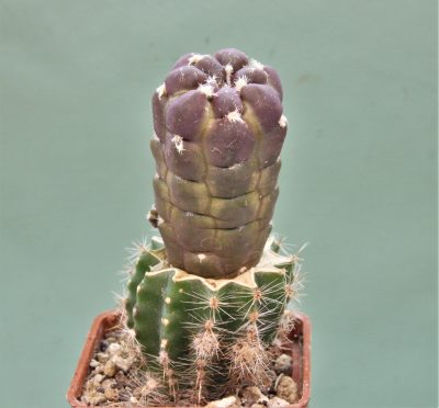 cintia-knizei-violet