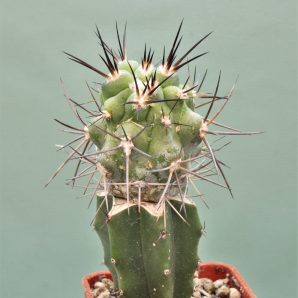 copiapoa-montana-