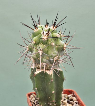 copiapoa-montana-