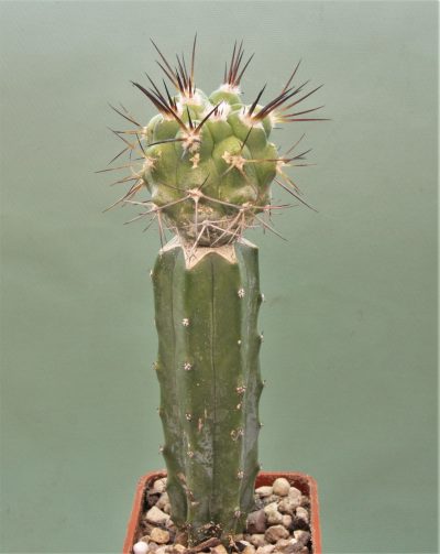 copiapoa-montana- - Зображення 3