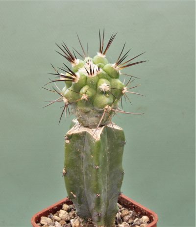 copiapoa-montana- - Зображення 2
