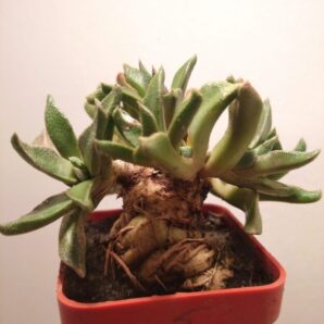 Nananthus transvaalensis