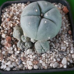 LOPHOPHORA williamsii v.caespitosa