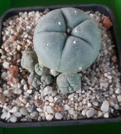 LOPHOPHORA williamsii v.caespitosa