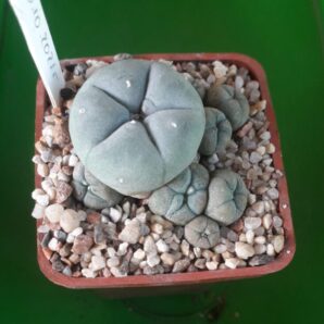 LOPHOPHORA williamsii v.caespitosa