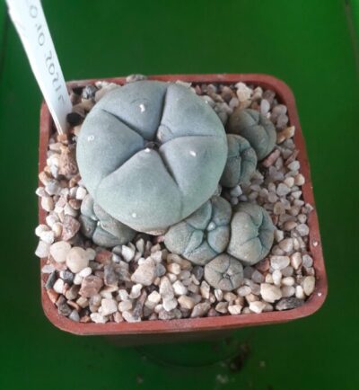 LOPHOPHORA williamsii v.caespitosa