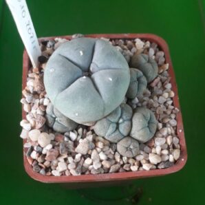 LOPHOPHORA williamsii v.caespitosa