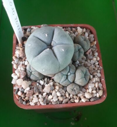 LOPHOPHORA williamsii v.caespitosa