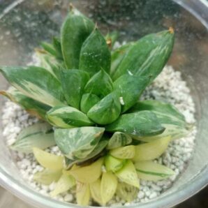 Haworthia cuspidata var