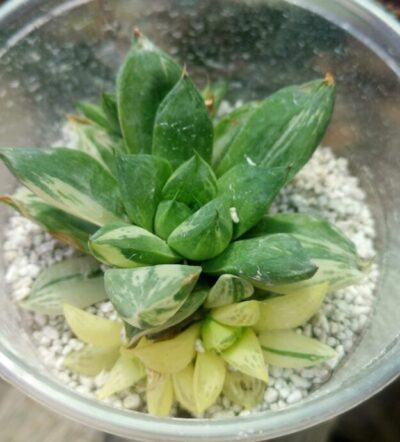Haworthia cuspidata var