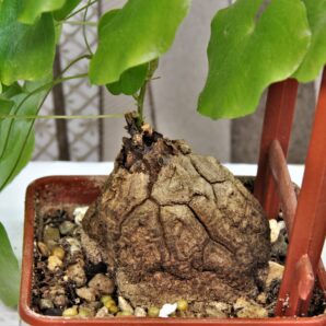 dioscorea-elephantipes-4