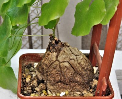 dioscorea-elephantipes-4