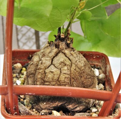 dioscorea-elephantipes-4 - Зображення 3