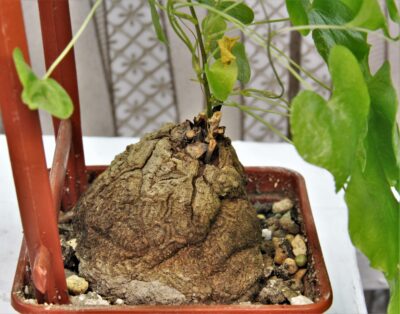 dioscorea-elephantipes-4 - Зображення 2