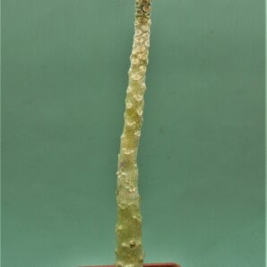 dorstenia-gigas-socotra-1.