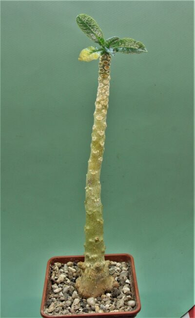dorstenia-gigas-socotra-1.