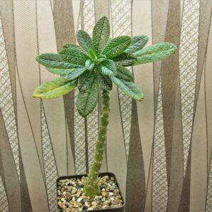 dorstenia-gigas-socotra-2.