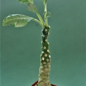 dorstenia-lavrani-1