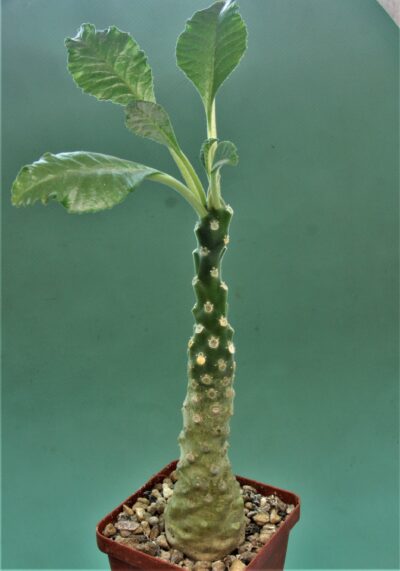 dorstenia-lavrani-1