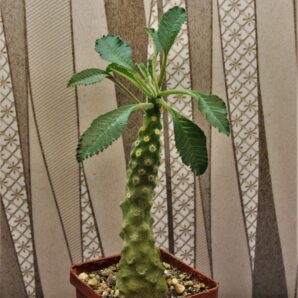 dorstenia-lavrani-2
