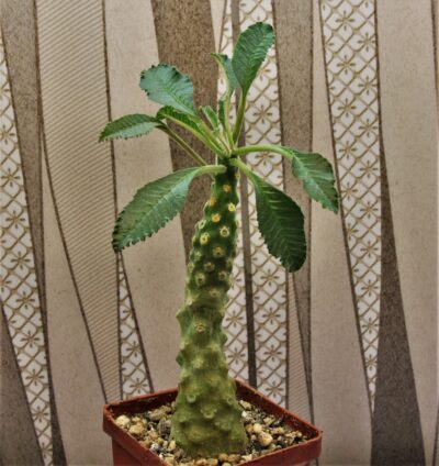 dorstenia-lavrani-2