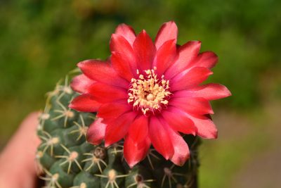 Gymnocalycium baldianum - Зображення 2