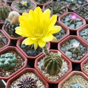 Echinopsis hybrid cv. CANARY PRINCESS