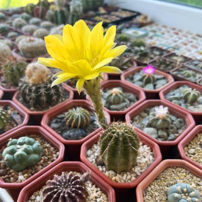 Echinopsis hybrid cv. CANARY PRINCESS - Зображення 2
