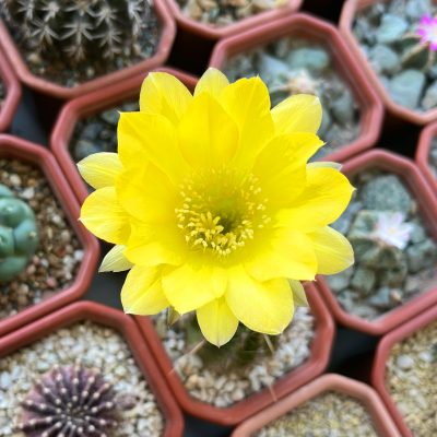 Echinopsis hybrid cv. CANARY PRINCESS - Зображення 3