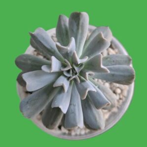 Echeveria Runyonii 'Topsy Turvy', горщик діаметром 9 см