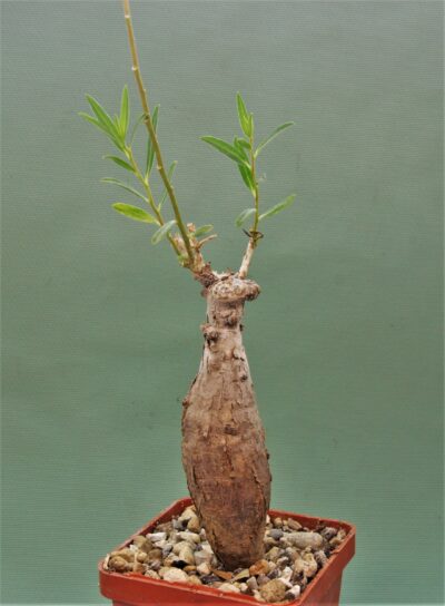 euphorbia-bongensis-e.mbeya-tanzania-2