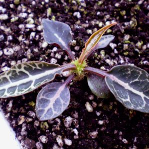 Euphorbia francoisii №1