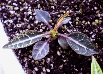 Euphorbia francoisii №1