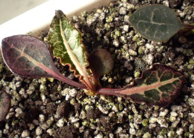 Euphorbia francoisii №2
