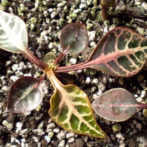 Euphorbia francoisii №3