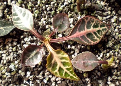 Euphorbia francoisii №3