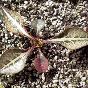 Euphorbia francoisii №4