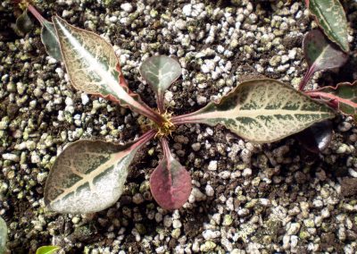 Euphorbia francoisii №4