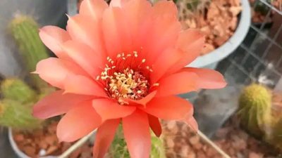 Lobivia huascha v.rubriflora R 153 - Зображення 3