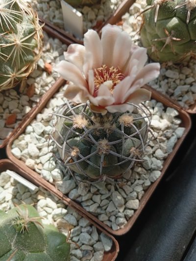 GYMNOCALYCIUM glaucum P 218